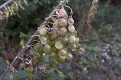 Desmodium aparines