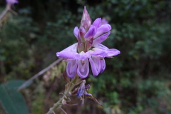 Desmodium aparines