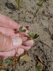 Trifolium ciliolatum