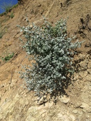 Brickellia nevinii