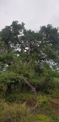 Vachellia robusta clavigera