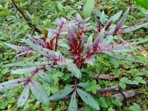 Zanthoxylum armatum iNat (3)