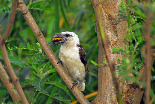 White-headed Barbet (Lybius leucocephalus), photo 9