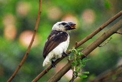 Lybius leucocephalus