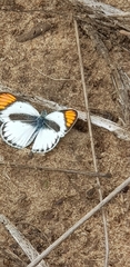 Colotis pallene