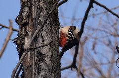 Dendrocopos major