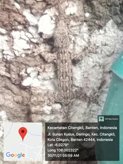 Hemidactylus platyurus