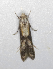 Blastodacna atra
