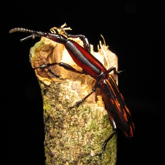 Brentus vulneratus
