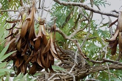 Gyrocarpus jatrophifolius