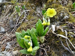 Primula strumosa