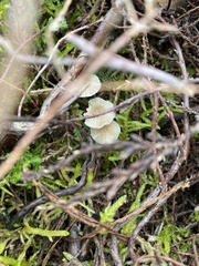 Mycena clavicularis