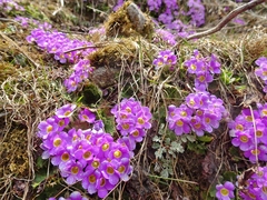 Primula gracilipes