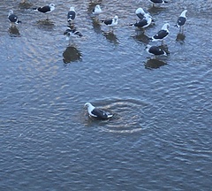 Larus fuscus
