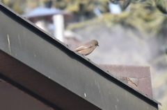 Phoenicurus ochruros