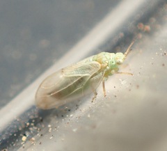 Craspedolepta minutissima