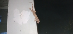 Gekko gecko