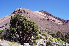 Polylepis tarapacana