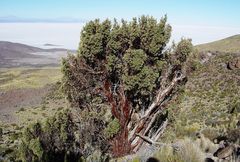 Polylepis tarapacana