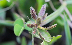 Cyperus sanguinolentus