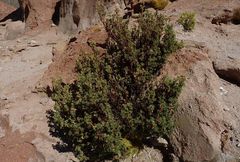 Polylepis tarapacana