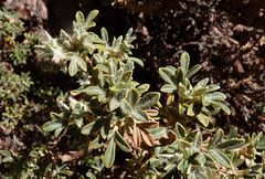 Polylepis tarapacana