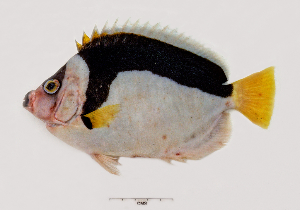 Ballina Angelfish