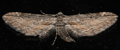 Eupithecia acutipennis