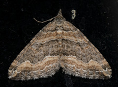 Perizoma custodiata