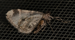 Stamnodes albiapicata