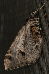 Stamnodes albiapicata