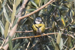Cyanistes caeruleus