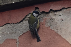 Parus major