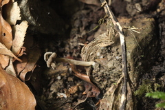 Helvella ephippium