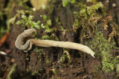Helvella ephippium