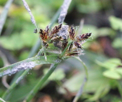 Cyperus sanguinolentus