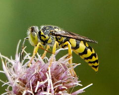 Stictiellina
