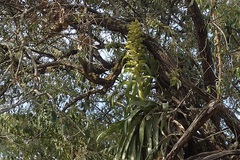 Tillandsia tillii