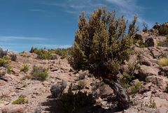 Polylepis tarapacana