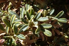 Polylepis tarapacana