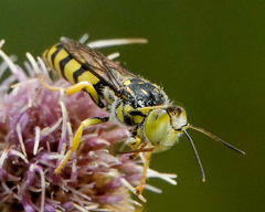 Stictiellina