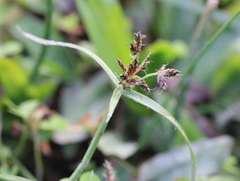 Cyperus sanguinolentus