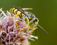 Stictiellina