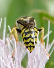 Stictiellina