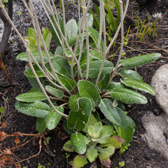 Gerbera tomentosa