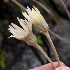 Gerbera tomentosa