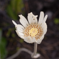 Gerbera tomentosa