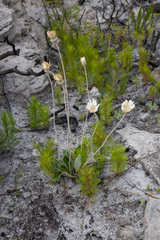 Gerbera tomentosa