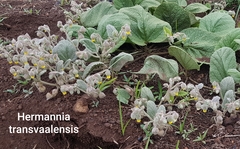 Hermannia transvaalensis