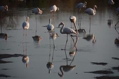 Phoenicopterus roseus